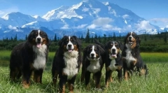 Bernese zennenhund (zdjęcie): pies, który się uśmiecha