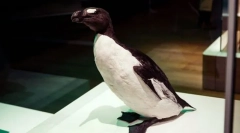 Bezszczęśliwy gagarka