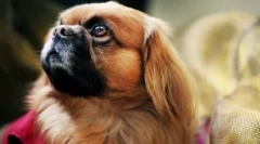 Szalona ocena: najbardziej głupie rasy psów