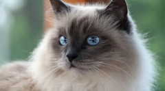 Birmański kot (zdjęcie): świątynie buddyjskie straża