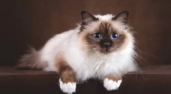 Birmański kot (święty birma)