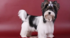 Beaver york (zdjęcie): odrodzona pluszowa zabawka na rękach