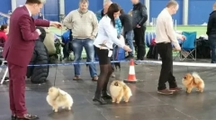 Projekt biznesowy: przedszkole pomorskie spitties