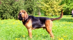 Blohehund (foto): lojalny i oddany przyjaciel z szlachetnymi manierami