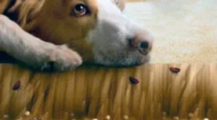 Pchły na podłodze i jego przetwarzanie z pasożytów