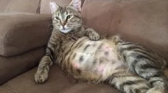 Pchły w kota w ciąży, karmienia i noworodkowi kocięta