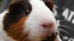 Pchły w świnki morskiej: diagnoza i leczenie