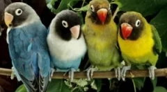 Pchły z papug i jak je przynieść