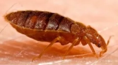 Pchły w sofie i łóżku: co przynieść?