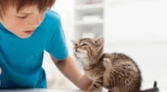 Pchła zwierzęta na człowieku