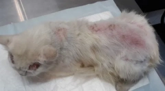 Pchły zapalenie skóry w kotach: objawy i leczenie