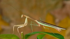 Mantis chińczyk