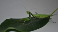 Mantis: opis, widoki i styl życia