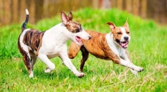 Walcz psy (zdjęcia): połączenie mocy i oddania