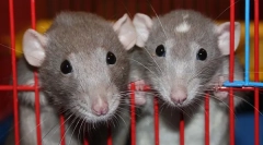 Choroby szczurów dekoracyjnych: objawy chorób i leczenia