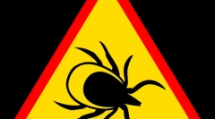 Choroby przekazywane przez kleszcze i ich objawy