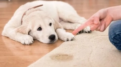 Choroby nerków i układu moczowego