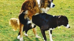 Choroby układu rozrodczego w sucy