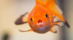 Choroba rybna. Leczenie i zapobieganie ryb akwariowych