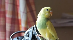 Choroby falistych papug, przyczyn, objawów i leczenia