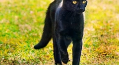 Bombay cat (foto): home panther w miniaturze
