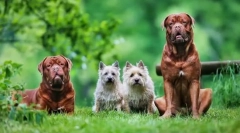 Bordeaux pies: niezawodny obrońca, wesoły towarzysz