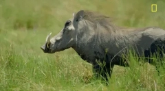 Warthog - dzik z ogromnymi kłami