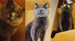 Brytyjski kot liliowy kolor