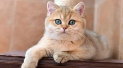 Brytyjska złota chinchilla