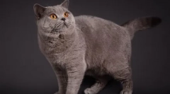 Brytyjskie koty kolor niebieski punkt: standardy rasowe, opieka i konserwacja