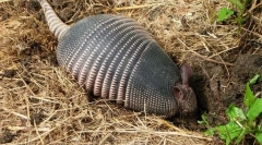 Bremenowości - tajemnicze zwierzęta w zbroi
