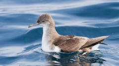 Petrel