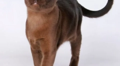 Buman cat (zdjęcie): mięśniowe mocowanie z oczami miodu