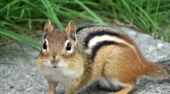 Burunduk - opis, cechy widoku, styl życia