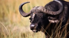 Bulls and buffaloes eurazja