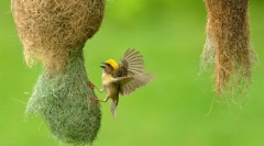 Czy są łodygi wśród ptaków