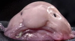 Cams to brzydkie zwierzęta na świecie