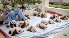 Centrum pandot w chińskiej prowincji sichuan (13 zdjęć)