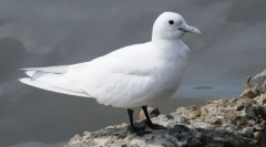 Seagull white