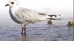 Chiński seagull