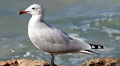 Seagull odean