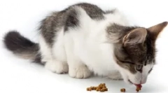 Często zadawane pytania dotyczące kotów