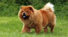 Chow chow