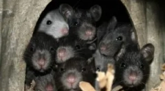 Co nie lubią i boi się szczurów i myszy?