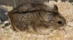 Jakie gryzonie są chore?