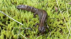 Co ciekawe dla rogu syberyjskiego?