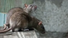 Jakie szczury różnią się od myszy?