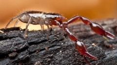 Niż falsecorpony różnią się od skorpionów?