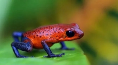 Co jest niebezpieczne przez drzewo?