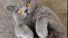 Jaki jest niebezpieczny mikroorganizm toksoplazma dla człowieka?